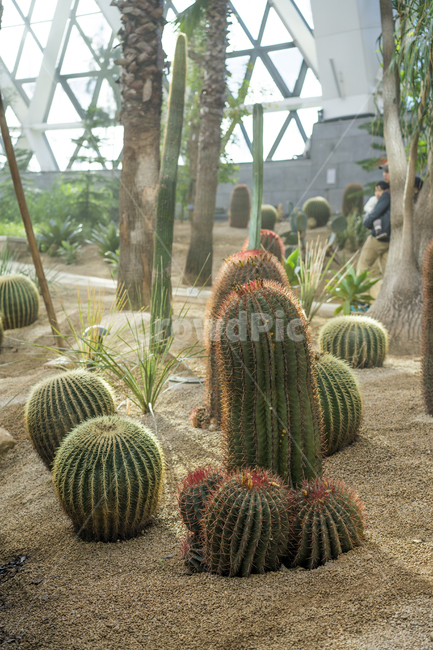 선인장,식물원,사막,대형선인장,쌍떡잎식물,다육이,cactus,식물,자연,plants,nature