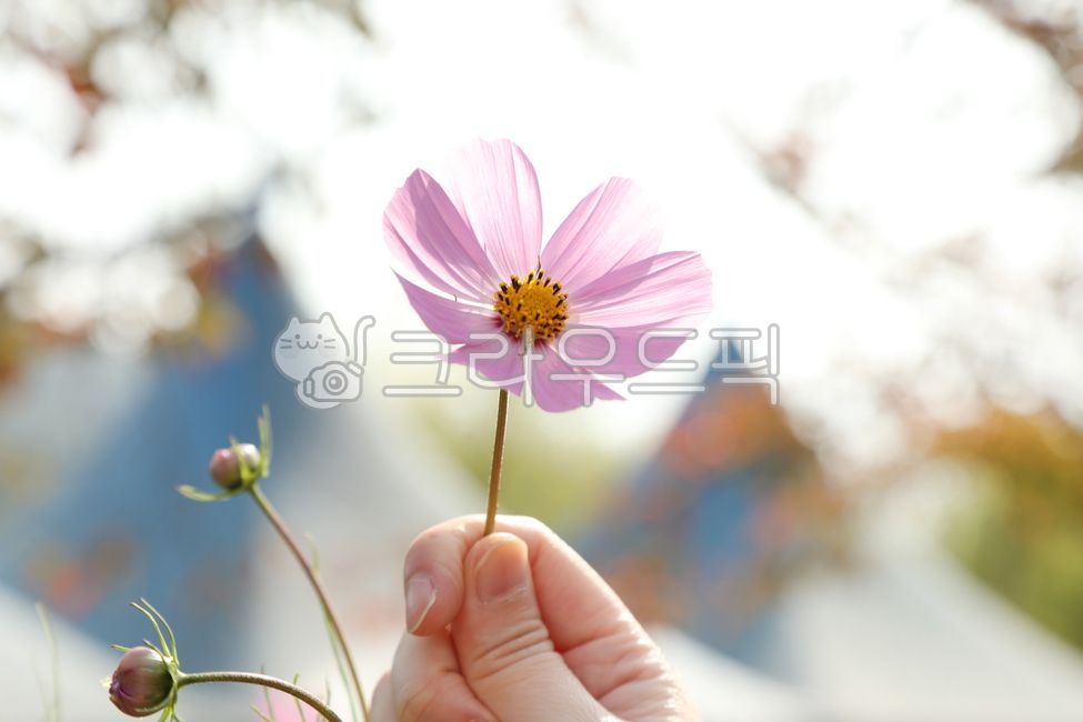 코스모스,한송이,꽃,가을꽃,cosmos,nature,자연,손