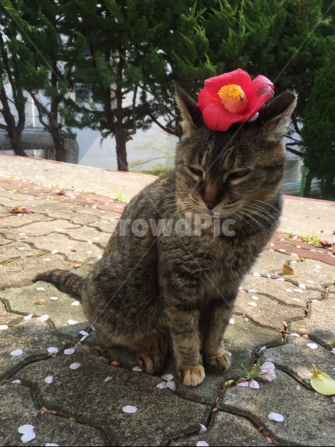 고양이,동물,봄,벚꽃,동백꽃,cat,animal,spring,cherryblossom,camellia