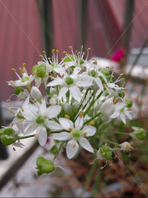흰꽃,꽃,식물,blossom,부추꽃,식물,자연,plants,nature,꽃,flower
