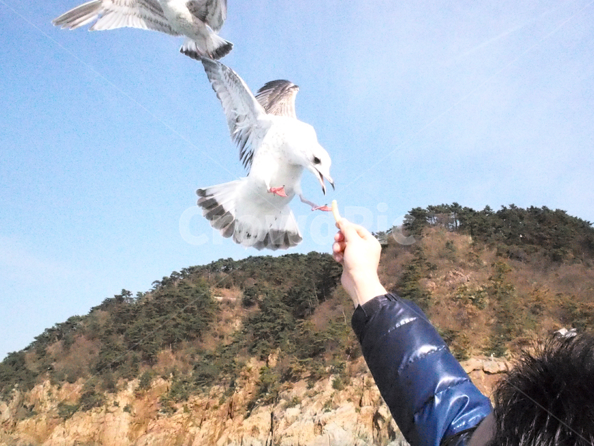 bird,새,animal,동물,기러기,새우깡,먹이,seagull