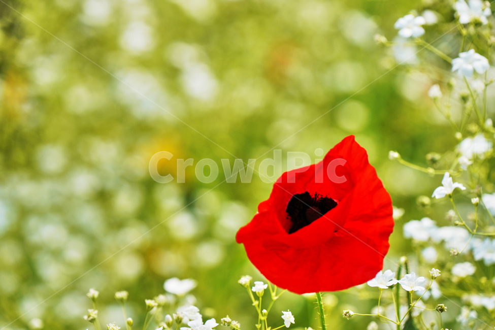 꽃,여름,식물,자연,나들이,식물,자연,plants,nature,꽃,flower