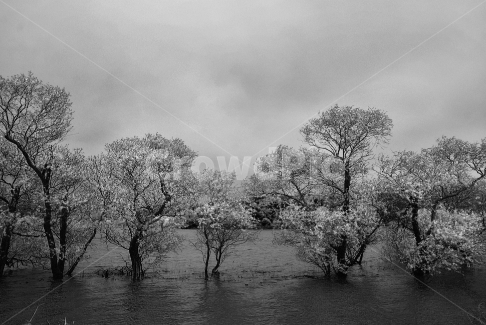 풍경,나무,물,저수지,흑백,landscape,tree,water,wallpaper,자연,풍경,nature,landscape,식물,plants,나무,trees,wood,흑백,모노톤,monochrome,black and white,outdoors,옥외