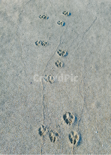 발자국,고양이,모래,귀여움,흔적