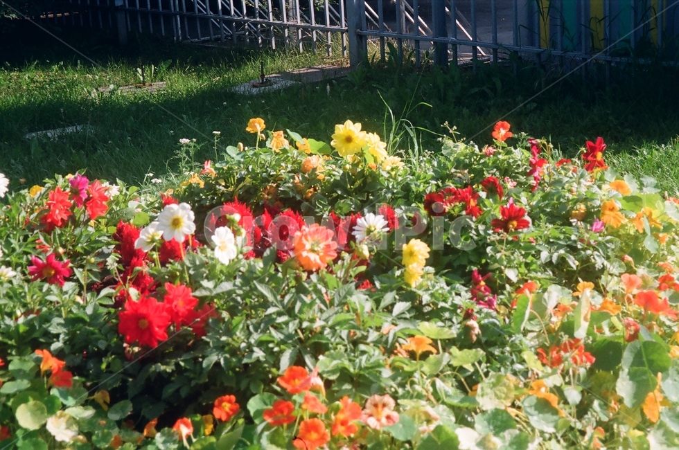 plant,식물,flower,꽃,blossom,화단,길가,길,street