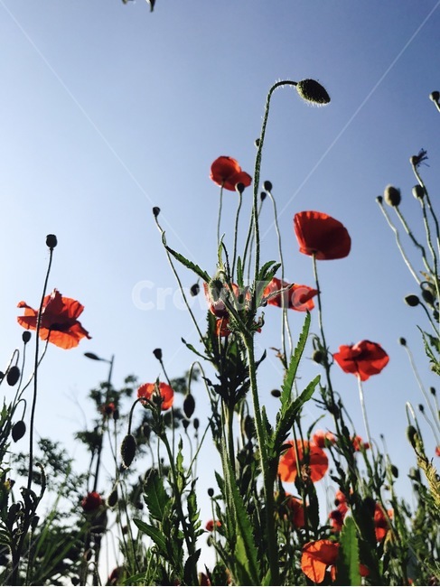 양귀비,poppy,꽃,들꽃,붉은꽃,flower,꽃밭