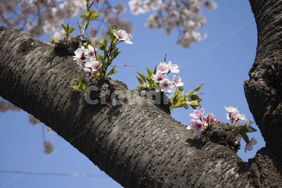벚꽃,봄,꽃,꽃잎,새싹,벚나무,꽃놀이,꽃구경,봄,계절,spring,season,식물,자연,plants,nature,꽃,flower,나무,trees,wood,plant,blossom