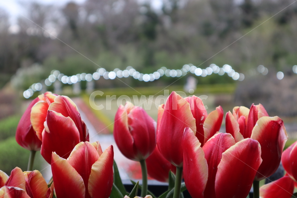 튤립,꽃,로맨틱,계란꽃,예쁜꽃,flower,season,아름다움,자연,봄,spring,분위기