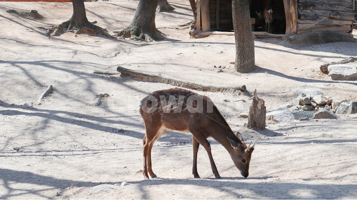 꽃사슴,사슴,animal,deer,korea,seoul,park,포유류,mammal,동물,공원,사슴옆모습,측면,옆모습,수컷,뿔,녹용,동물,animal,포유류,mammal