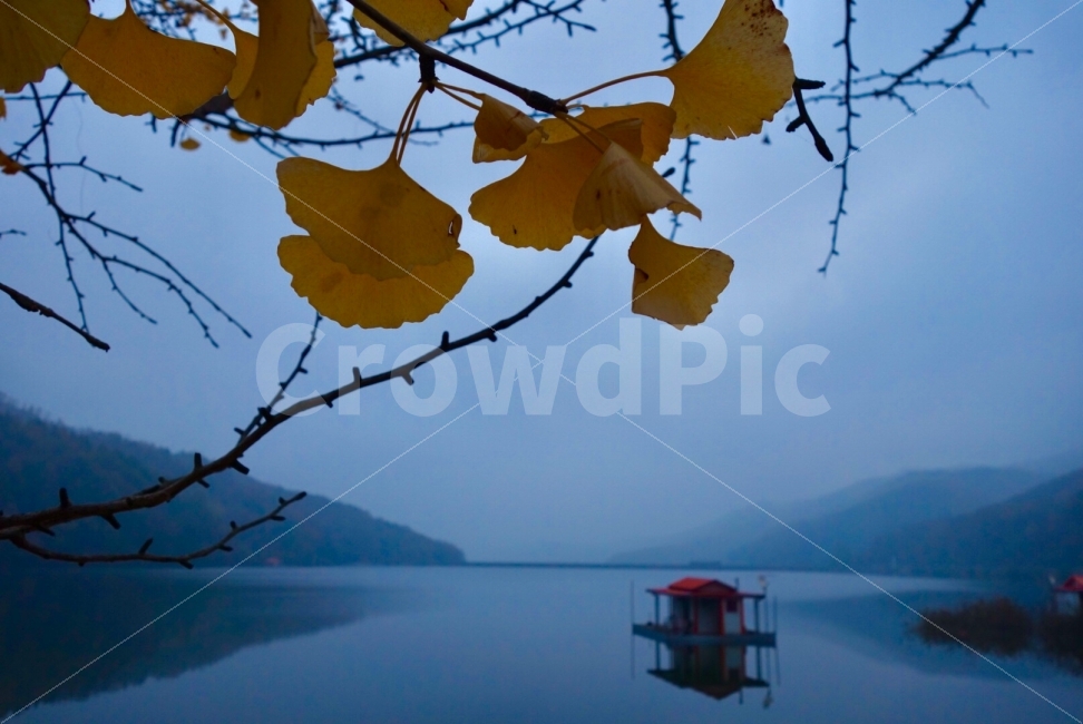 저수지,단풍,은행나무,가을,낙엽,가을,계절,fall,autumn,season,자연,풍경,nature,landscape,한국자연풍경,한국자연경관,korea nature landscape,식물,plants,plant,leaf,잎