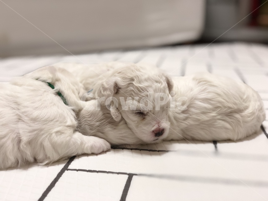 강아지,개,dog,비숑,puppy