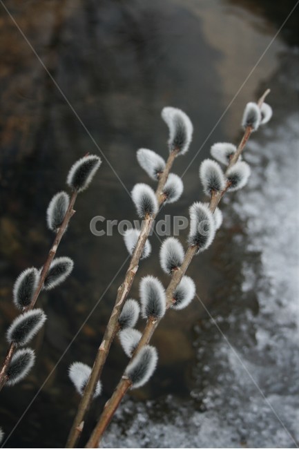 버들강아지,버들개지,갯버들꽃,버드나무과,봄소식,봄전령,전령사,식물,자연,plants,nature