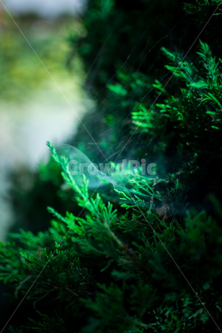 풍경,landscape,근접촬영,closeup,클로즈업