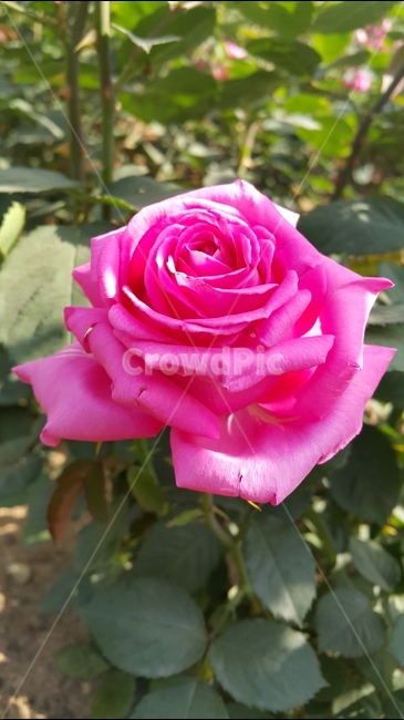 분홍장미,장미꽃,장미축제,꽃향기,장미공원,식물,자연,plants,nature,꽃,flower