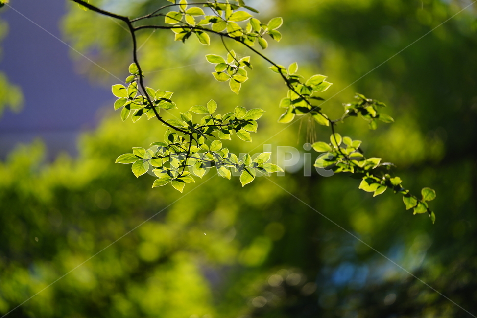 초록,생물,생명,자연,green,leaf,잎,plant,식물,식물,자연,plants,nature
