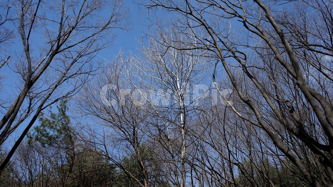 나무,겨울,자연,하늘,파란하늘,계절,나무가지,tree,sky,nature,winter,bluesky,branch,season,solitary,외로움,추위,꽃샘추위,숲,미세먼지없는,실루엣,하늘배경,가지,식물,마른잎,분위기,감성,겨울나무,쓸쓸함,고요,나뭇가지,풍경,겨울,계절,winter,season,식물,자연,plants,nature,나무,trees,wood