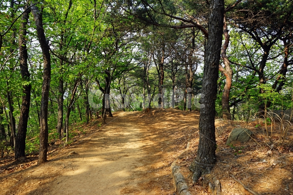 봄,산책길,길,나무,자연,trail,nature,spring,walkway,woods,forest,trees,season,stroll,park,sunshine,그림자,shadow,자연,풍경,nature,landscape,ground,바닥,tree,plant,식물