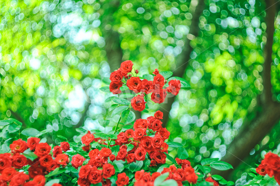 장미꽃,장미,꽃,빨강색,빨강,초록색,초록,아웃포커스,식물,자연,여름,아름다움,사랑,정열,보케,빛망울,식물,자연,plants,nature,꽃,flower