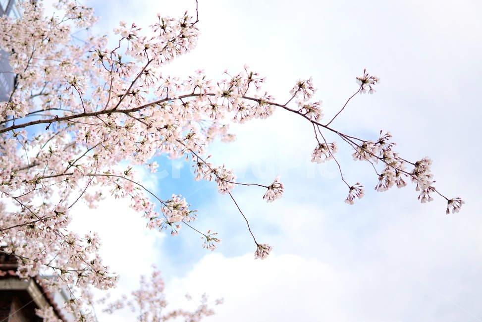 벚꽃,봄,꽃,자연,핑크,하늘,sky,nature,flower,cherryblossom,계절,spring,봄꽃,화사,봄,계절,spring,season,식물,자연,plants,nature,꽃,flower,plant,blossom