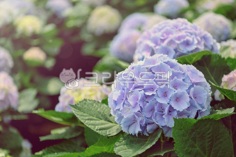 수국,국화,개화,꽃잎,클로즈업,자연,제주도,plant,식물,flower,blossom,꽃,여름,보라색,초록색