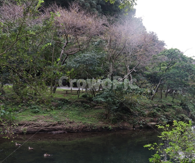 water,물,nature,자연,outdoors,옥외,나무,tree,plant,식물