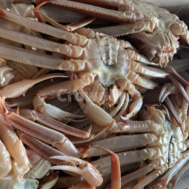 대게,음식,해물,seafood,포항대게