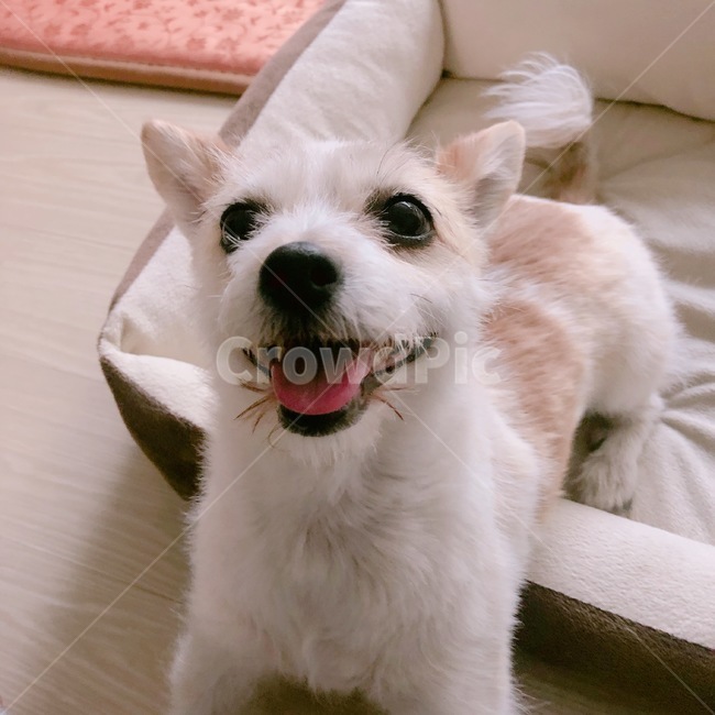 강아지,개,귀여운,쫑긋,혀,dog,동물,animal,포유류,mammal,개,강아지,dog,doggy