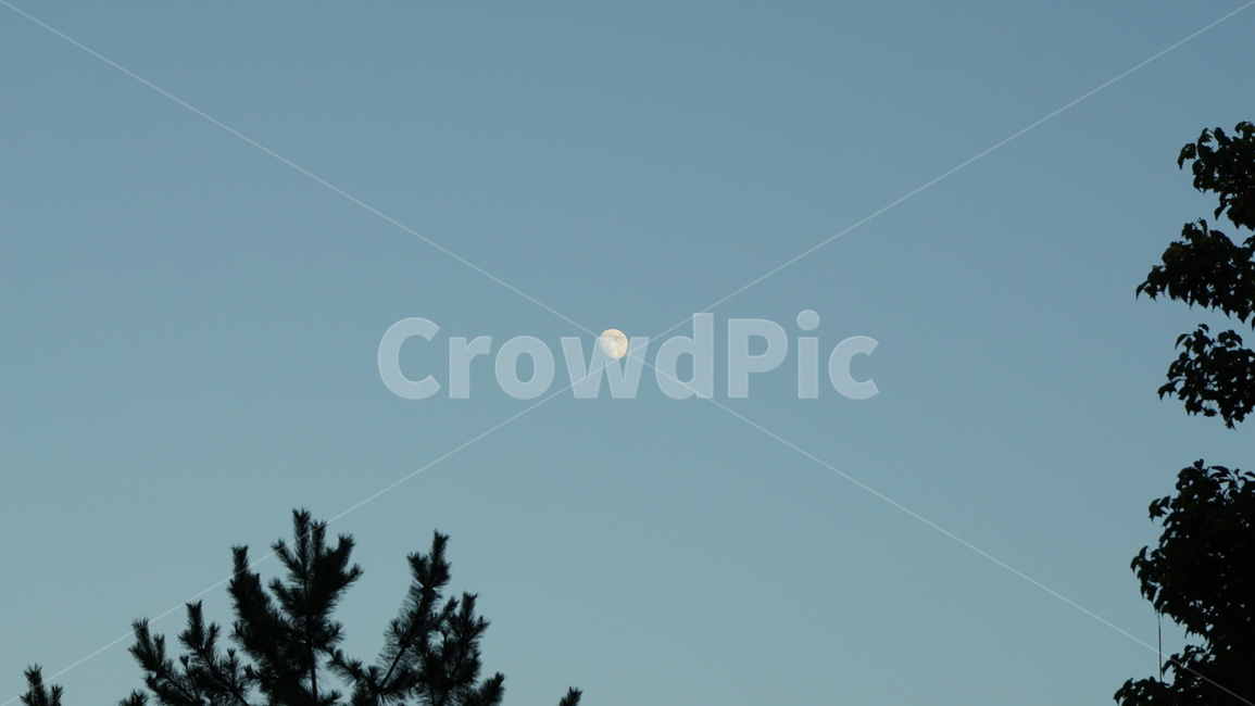 나무,하늘,달,밤하늘,moon,trees,sky,night,저녁,자연,nature,자연,풍경,nature,landscape,야경,밤,nightscape,night,outdoors,옥외