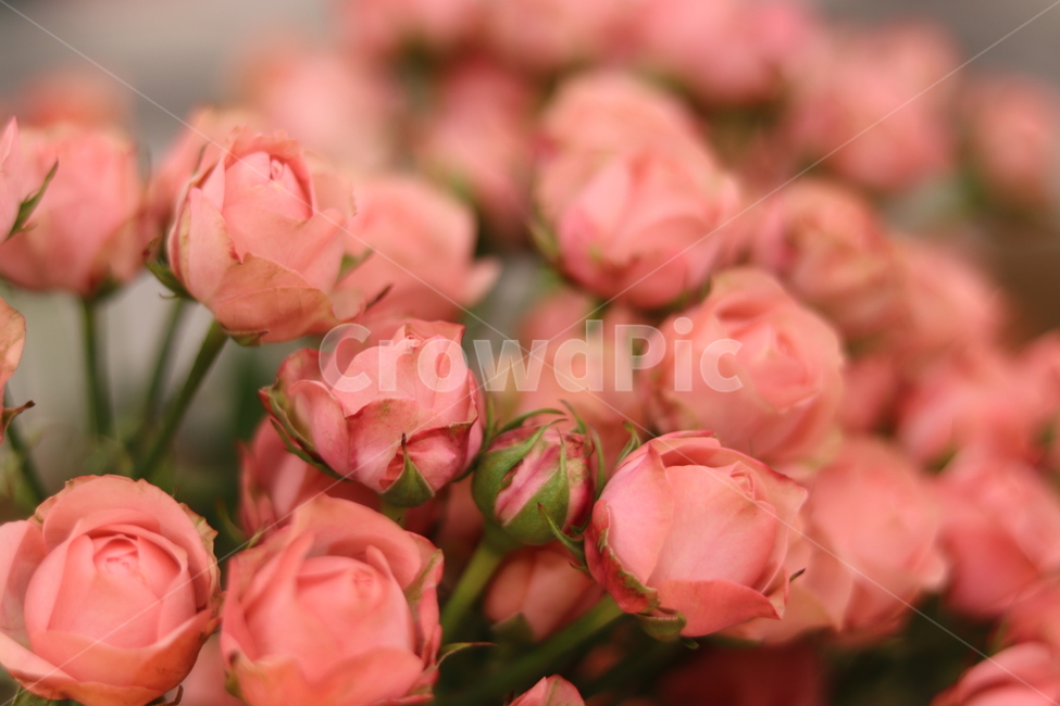 blossom,꽃,rose,장미,flower,plant