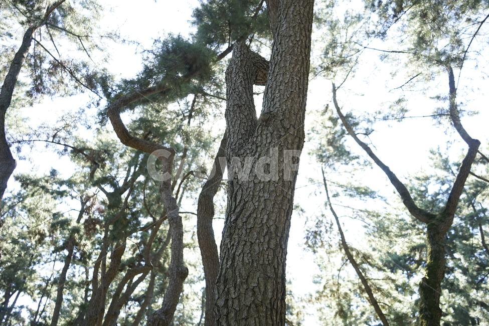 소나무,나무,가지,숲,경주,식물,자연,plants,nature,나무,trees,wood