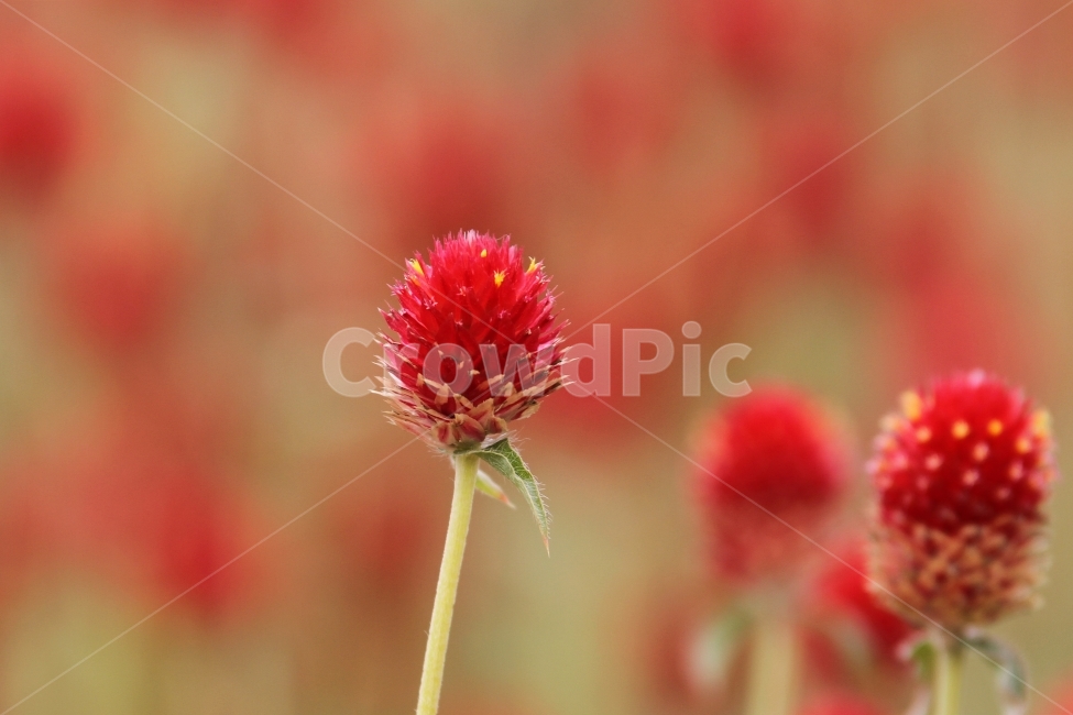꽃,식물,천일홍,자연,감성사진,식물,자연,plants,nature,꽃,flower