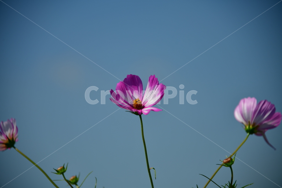 코스모스,가을,자연,꽃,꽃잎,식물,plant,plower,가을,계절,fall,autumn,season,식물,자연,plants,nature,꽃,flower