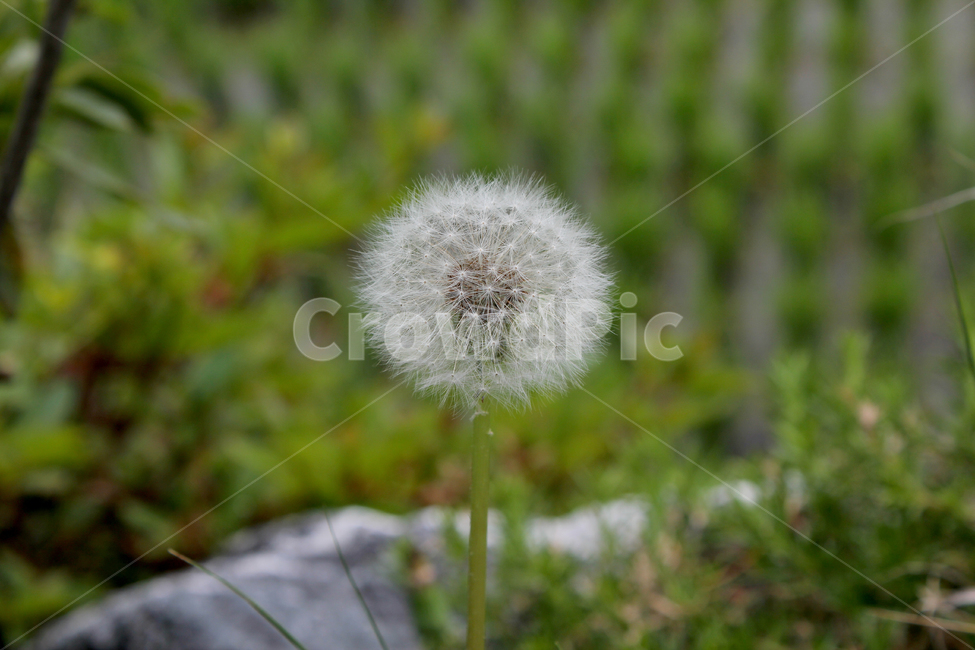 민들레씨,씨앗,민들레,민들레씨앗,씨,꽃씨,자연,식물,클로즈업,seed,plant,dandelion,green,녹색,그린,seeds,soft,부드러운,봄,spring,야외,정원,식물,자연,plants,nature,꽃,flower