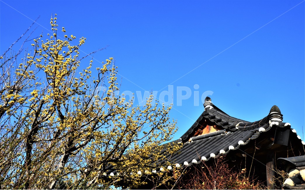 한옥,봄,개나리,푸른하늘,기와,봄,계절,spring,season,한국전통,한국문화,korean traditional,korean culture,식물,자연,plants,nature,나무,trees,wood,건축물,건물외관,exterior,building,structure,architecture,construction