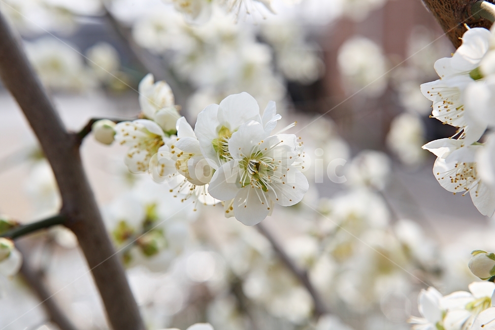 매화꽃,매화,꽃,꽃잎,봄꽃,봄,공원,식물,자연,식물,자연,plants,nature,꽃,flower