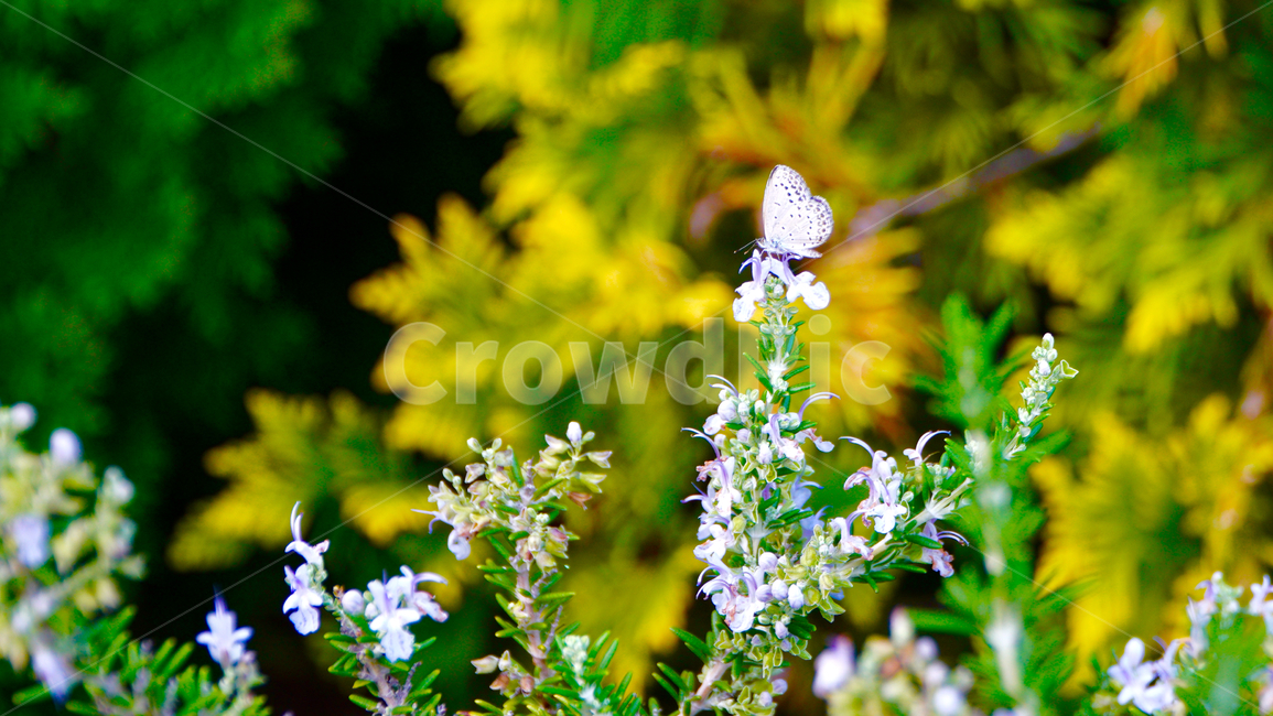 나비,곤충,자연,봄,butterfly,insects,nature,spring,plant,식물,blossom,꽃,flower
