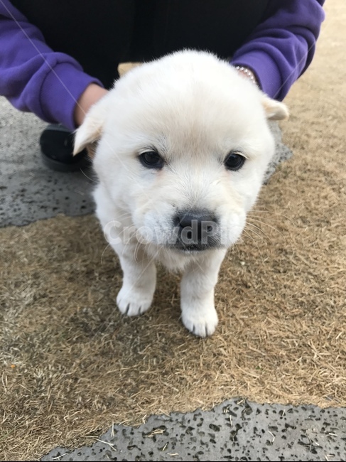 강아지,댕댕이,백구,개,귀여운동물,동물,animal,포유류,mammal,개,강아지,dog,doggy