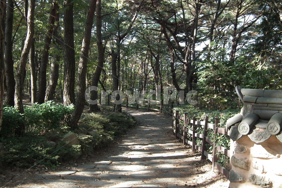 자연,풍경,소나무,tree,landscape,자연,풍경,nature,landscape