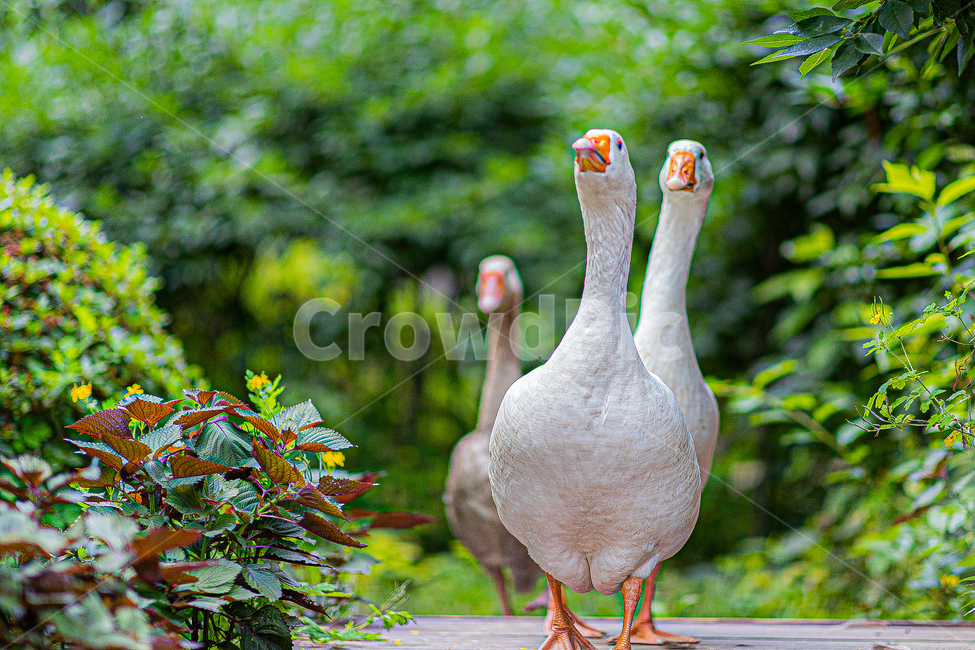 숲,동물,오리,조류,공원,동물,animal,조류,새,birds
