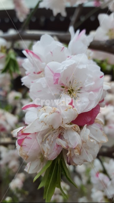 식물,꽃,flower,분홍색,흰색,초록색