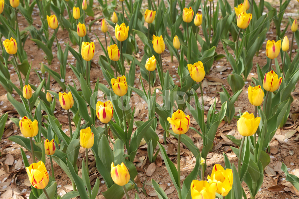 튤립,꽃밭,봄,tulip,꽃,flower,식물,plant,노랑,yellow