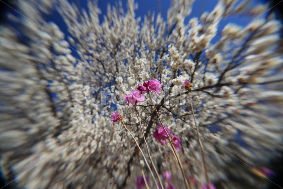봄,벚꽃,꽃,spring,flower,cherryblossoms,봄,계절,spring,season,식물,자연,plants,nature,꽃,flower,plant,blossom