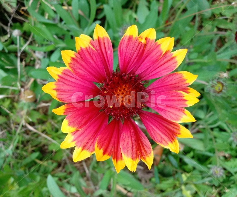 꽃,식물,plant,flower,꽃잎,천인국