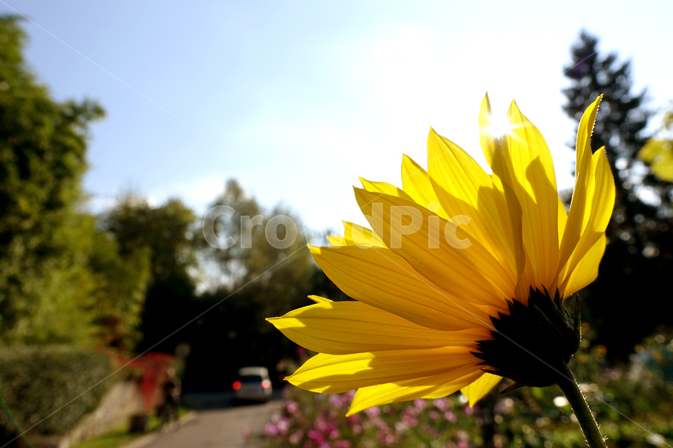 해바라기,꽃,들꽃,프로방스,봄,sunflower,flower,provence,spring