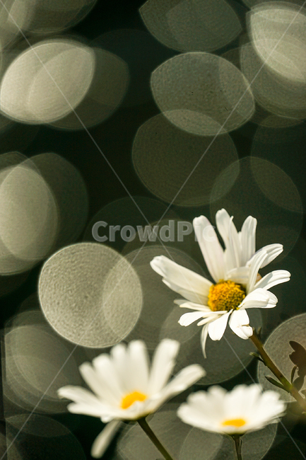plant,식물,빛망울,국화과,koreandaisy,siberianchrysanthemum,꽃,flower,식물,자연,plants,nature,꽃,flower