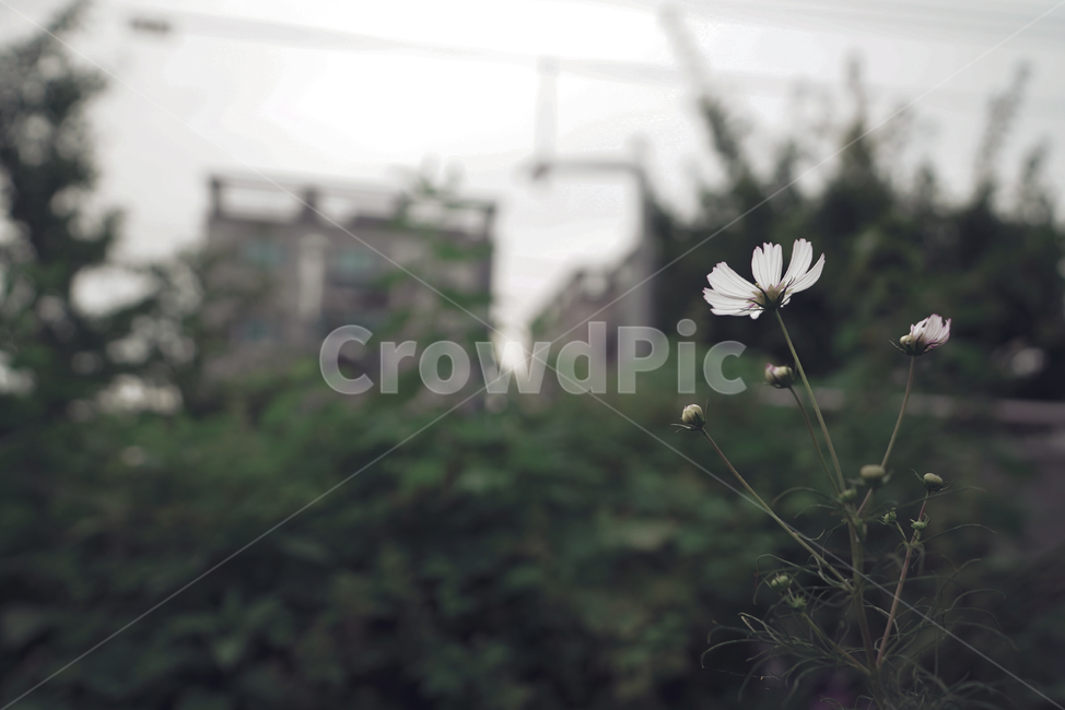 꽃,플라워,식물,생물,flower,자연,생명,plant,식물,자연,plants,nature,꽃,flower
