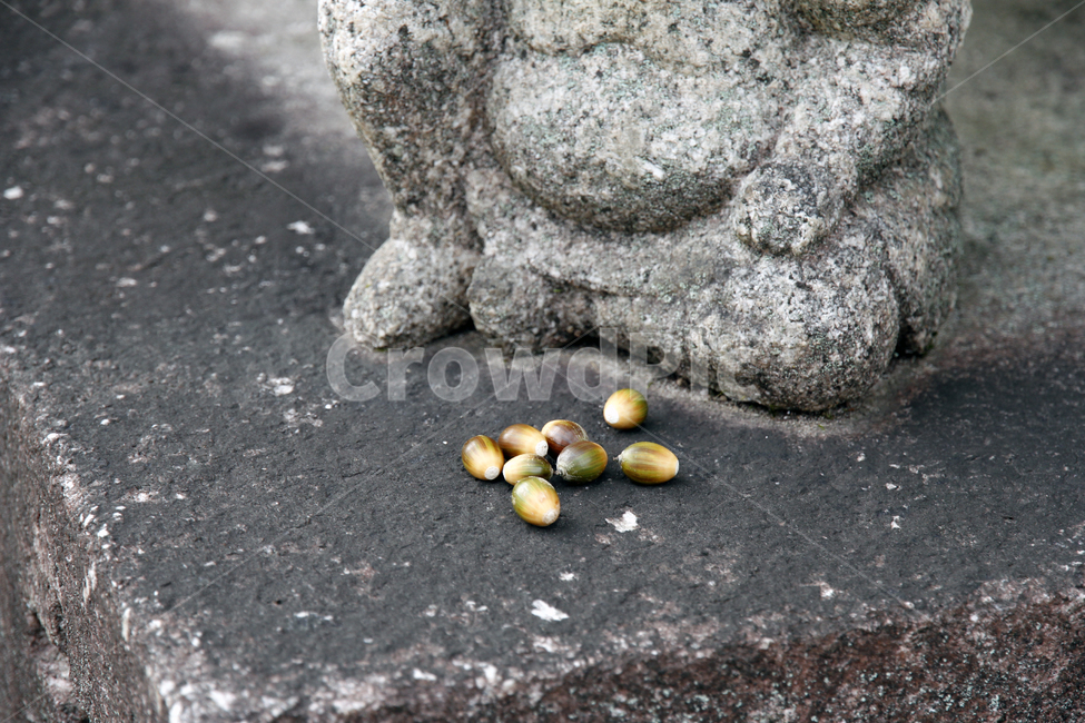 자연,도토리,acorns,다람쥐밥,열매,nature,과일,열매,fruit