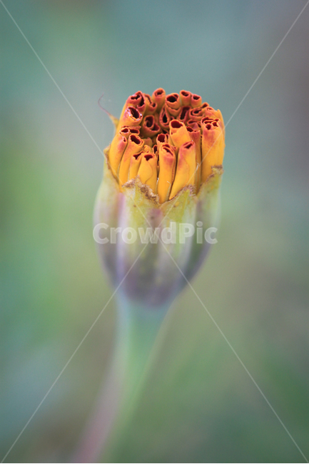 식물,꽃,자연,매리골드,접사,flower,식물,자연,plants,nature,꽃,flower