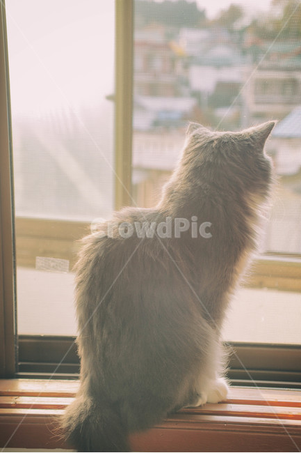 고양이,cat,반려묘,동물,animal,반려동물,가을,햇빛,햇살,유기동물,입양,fall,autumn,sun,sunlight,창가,동물,animal,포유류,mammal,고양이,cat,kitten,kitty,감성,sensible,feeling,휴식,힐링,rest,relaxation,healing