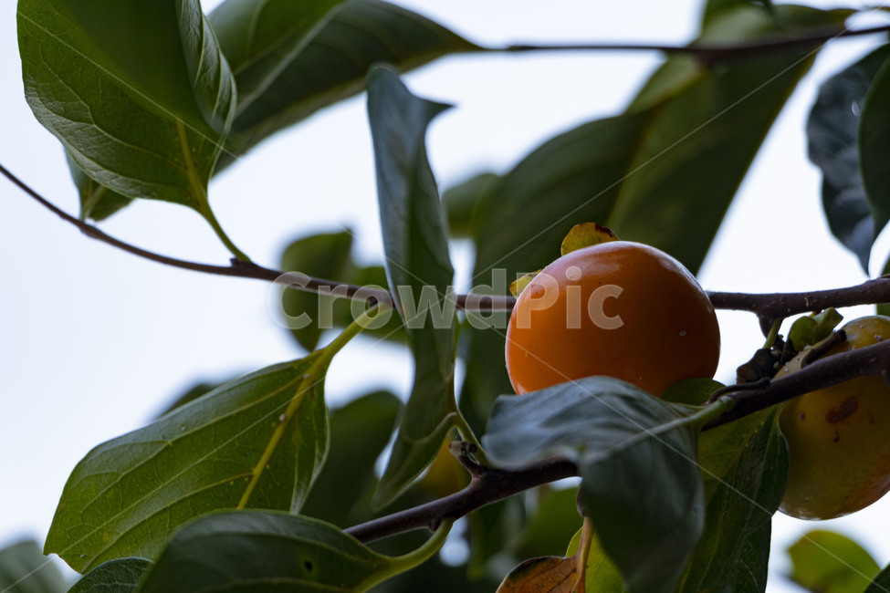감,감나무,감나무열매,감열매,persimmon,persimmontree,홍시